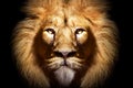 African male lion portrait , wildlife animal Royalty Free Stock Photo