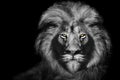 African male lion portrait , wildlife animal isolated Royalty Free Stock Photo