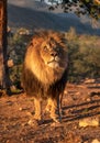 African male lion posing in the first morning light