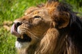 African male Lion relaxing in the sun licking himself Royalty Free Stock Photo