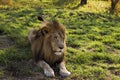 African male lion resting on green grass Royalty Free Stock Photo