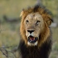 African male lion south africa Royalty Free Stock Photo