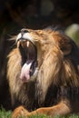 African Male Lion takes a huge yawn showing his teeth and rough tongue