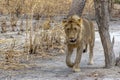 The African male lion in Thicket. Portrait.Panthera leo. Portrait