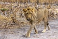 The African male lion in Thicket. Portrait.Panthera leo. Portrait