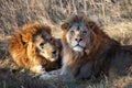 African male lion. Two Lion king portrait. Wildlife animals Royalty Free Stock Photo