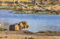 African Male Lion at the watering hole Royalty Free Stock Photo