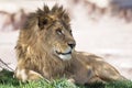 African male lion African wildlife lying on the grassy plains of the Serengeti, Tanzania, Africa Royalty Free Stock Photo