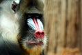 An African Male Mandrill Baboon