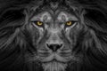 African male portrait lion , wildlife animal isoalted Black