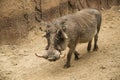 African male warthog called boars with tusks and large facial wattles in Tanzania Royalty Free Stock Photo