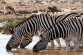 African mammal zebras deserts and nature in national parks Royalty Free Stock Photo