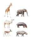 African mammals. Royalty Free Stock Photo