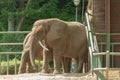 Elephants in the zoo in Gdansk Royalty Free Stock Photo