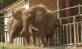 Elephants in the zoo in Gdansk Royalty Free Stock Photo