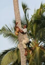 African man down from palm trees with coconut in hands.