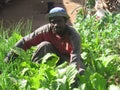 African man picking up weeds from vegetable garden