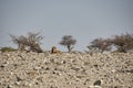 African maned lion lying on gravel plain in Etosha Namibia