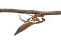 African Mantis or African Praying Mantis, Sphodromantis lineola