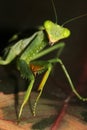 An African Mantis (Sphodromantis lineola)