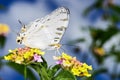 African map butterfly, ranomafana Royalty Free Stock Photo