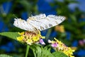 African map butterfly, ranomafana Royalty Free Stock Photo