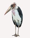 African marabou Leptoptilos crumeniferus