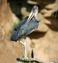 African Marabu, Leptoptilus crumenifer. Royalty Free Stock Photo