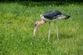 African marabu stork picking up the food