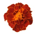 African Marigold