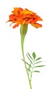 African Marigold