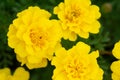 African marigold flowers