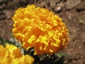 African marigold Tagetes erecta