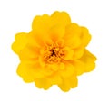 African Marigold