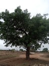 African marula tree
