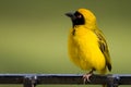 African Masked Weaver (Ploceus velatus) Royalty Free Stock Photo