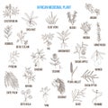 African medicinal plants