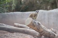 African meerkat climbed on a log Royalty Free Stock Photo