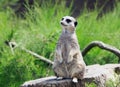 African meerkat looking for predators against a lush green grass background Royalty Free Stock Photo