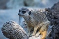 African meerkat in nature. Portrait of beautiful meerkat