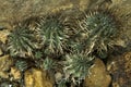 The African milk barrel Euphorbia horrida.