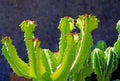 African Milk Tree, Cactus