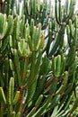 African Milk Tree, Cactus