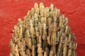 An African Milk Tree or Euphoribia resinifera