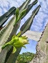 Flower of African Milkbush tree