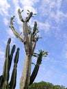 African Milkbush & x28;Euphorbia trigona& x29;