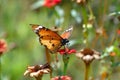 African Monarch butterfly