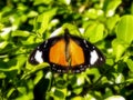 African Monarch butterfly