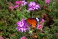 African monarch butterfly orange color pictured from the side, blurry background Royalty Free Stock Photo