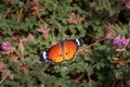 African monarch butterfly orange color pictured from the side, open wings butterfly Royalty Free Stock Photo